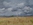 "Rice field in Arkansas" , 2020, Oil 40x30